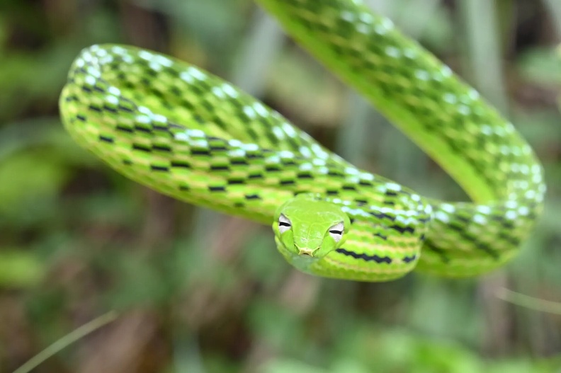 Asian Vine Snake (Ahaetulla prasina), Vietnam